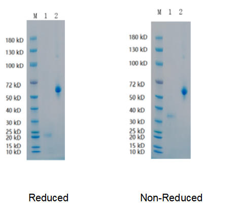 Reducing 4%-20% SDS-PAGE (CBB stained) profiles of purified PDGFD.
1. PDGFD: 1 μg
2. BSA: 1 μg